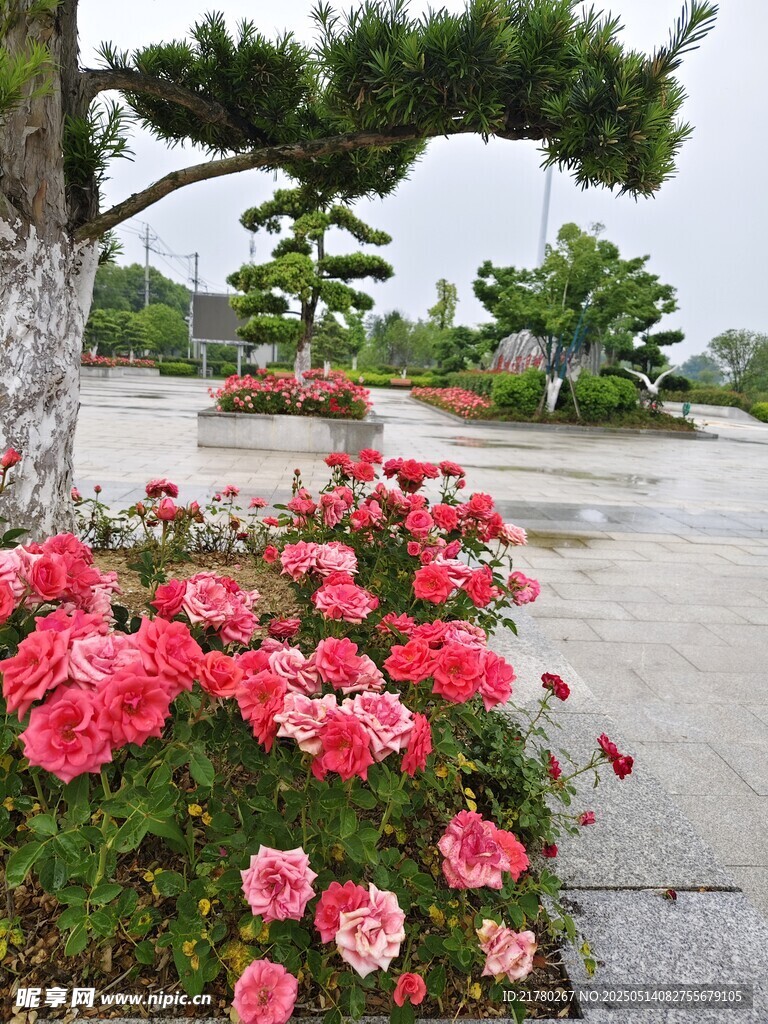 繁花绿树装点的美丽景致
