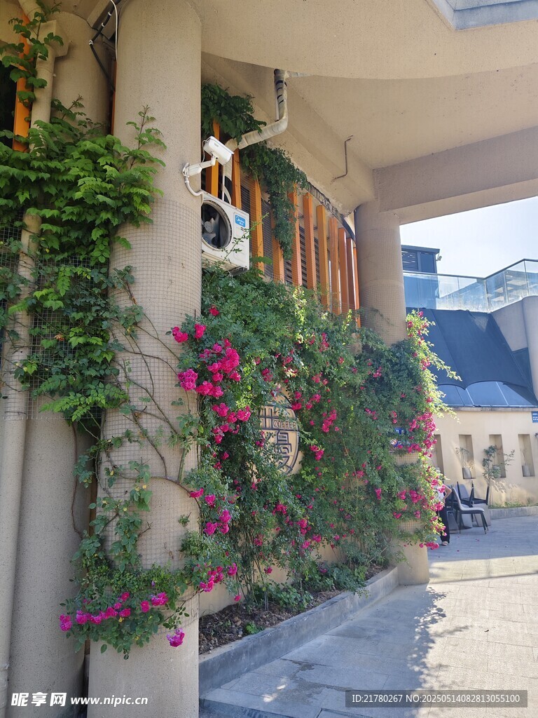 藤蔓缠绕 浪漫建筑一角