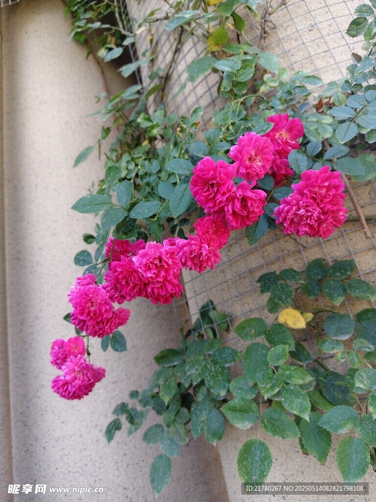 墙边绽放的艳丽三角梅