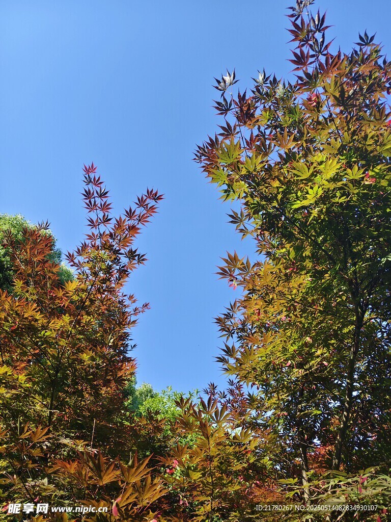 秋日多彩树梢映蓝天