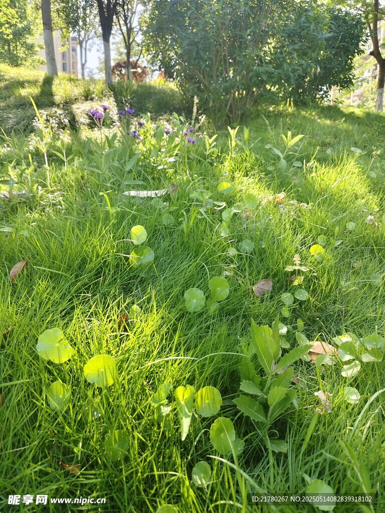 阳光照耀下的绿意盎然草地