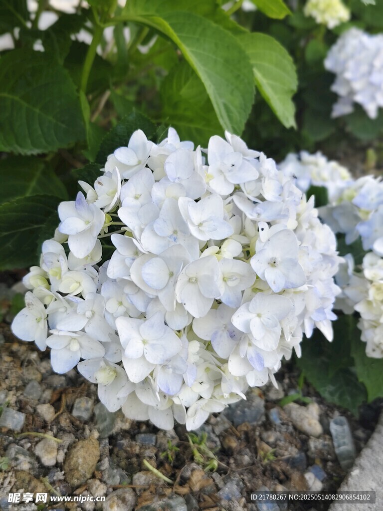 白色绣球花绽放于绿叶间