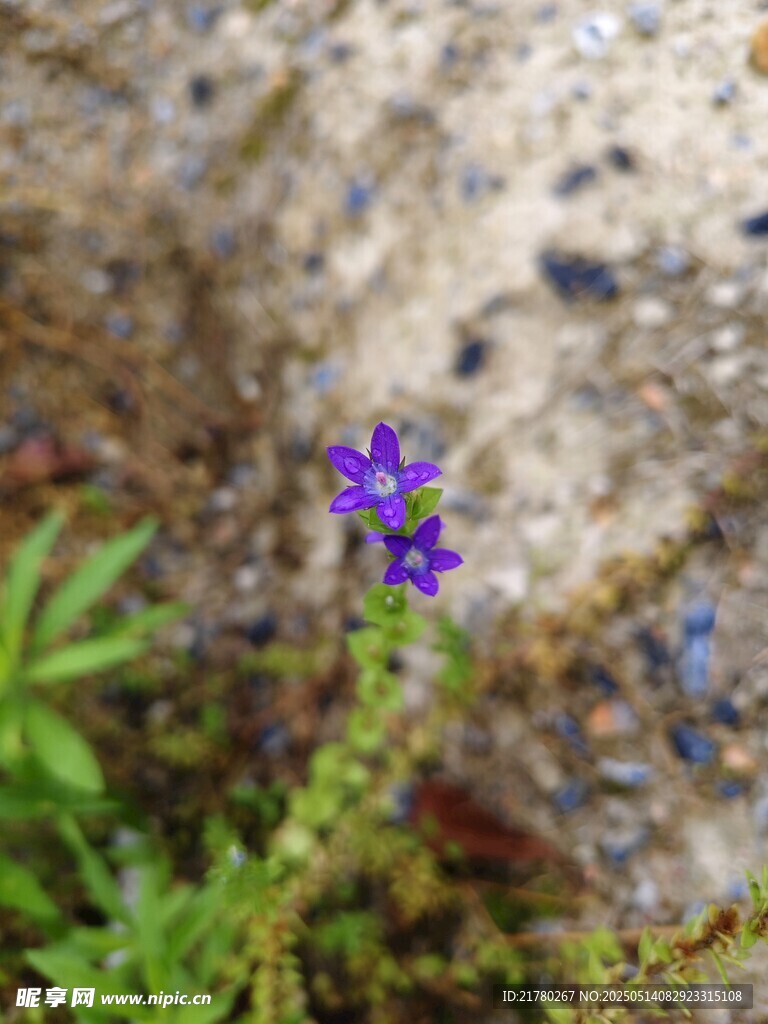 石缝中的紫色小花