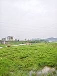 广袤绿野间的宁静景致