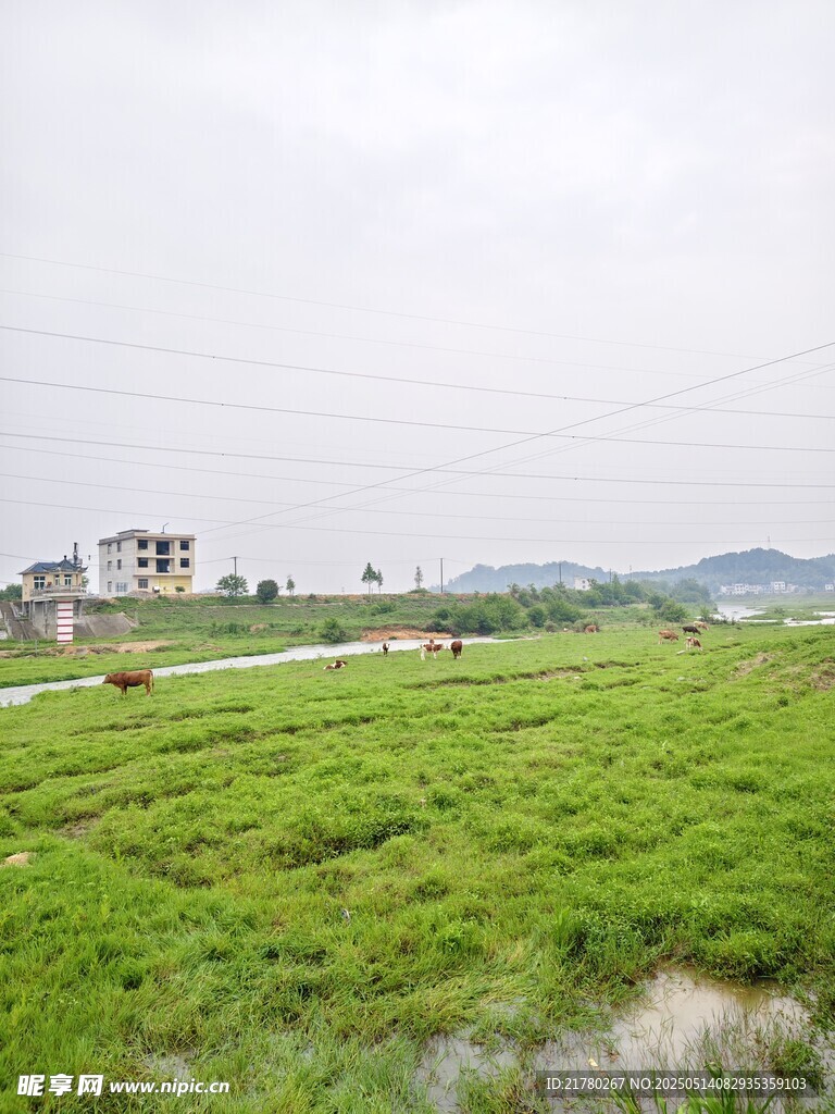 广袤绿野间的宁静景致
