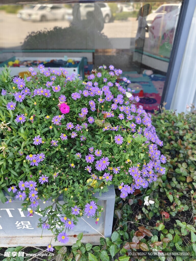 紫色小花盆栽清新景致