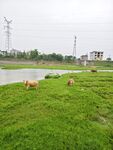 田园牧场景色