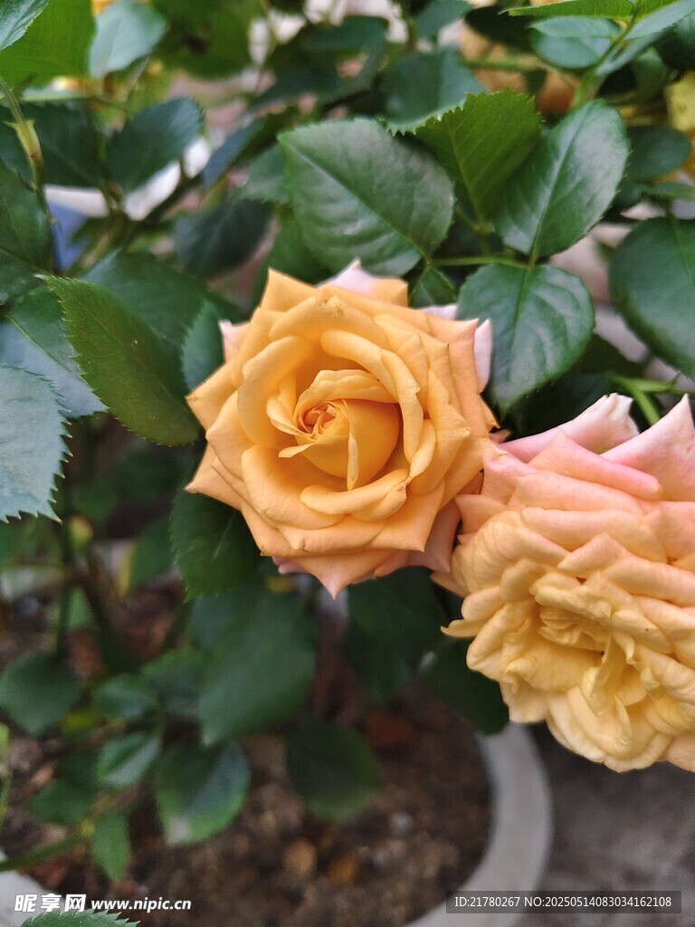 两朵娇艳黄玫瑰