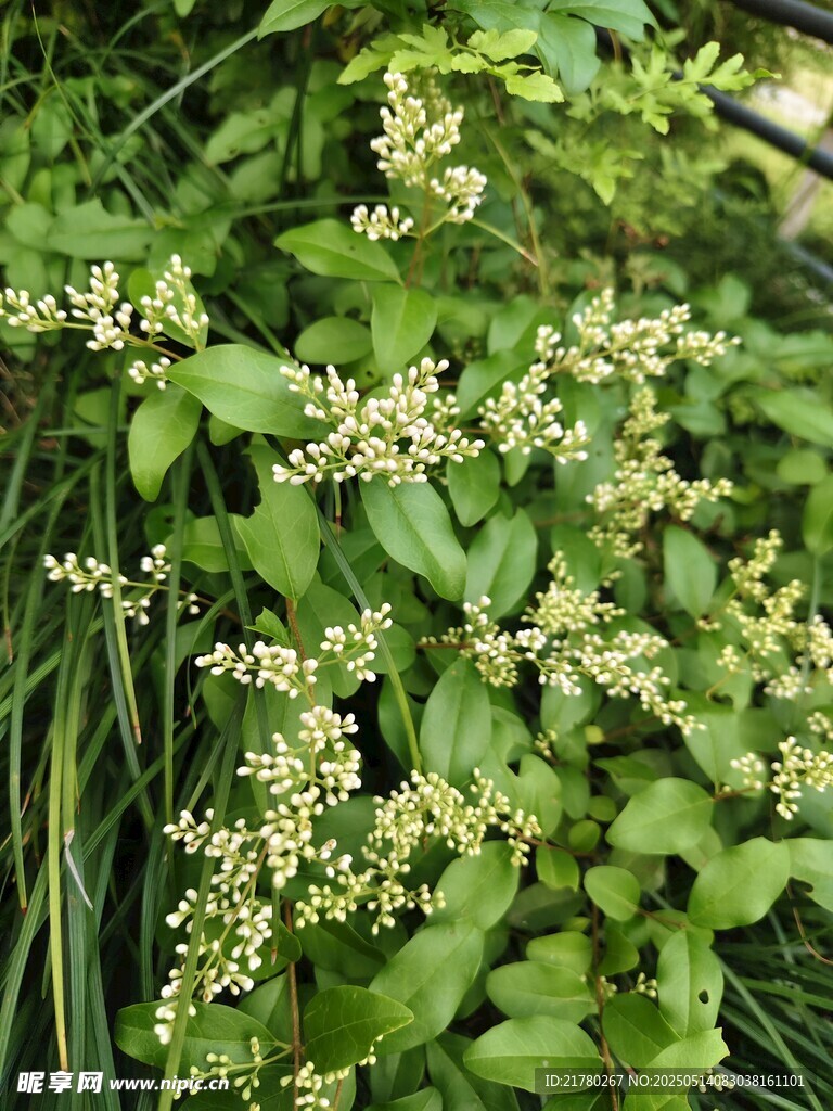 绿叶间的白色小花绽放