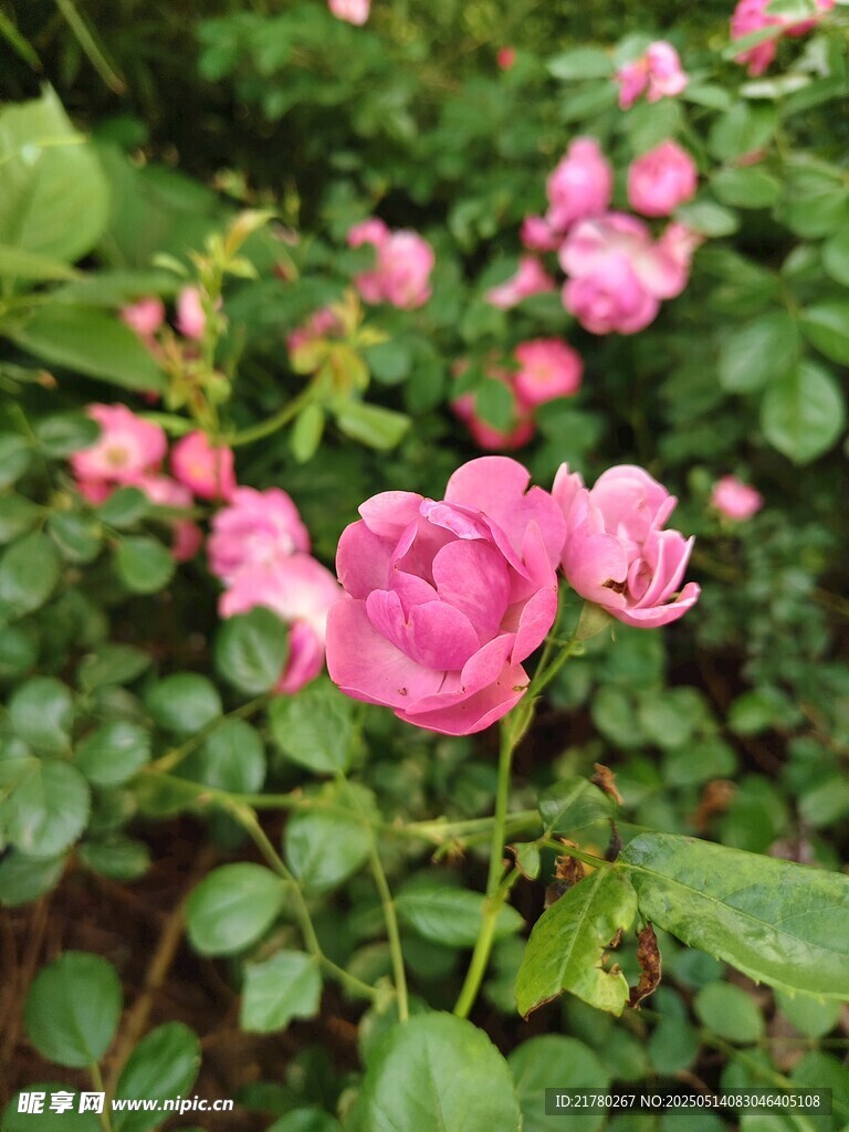 娇艳粉色蔷薇绽放绿叶间