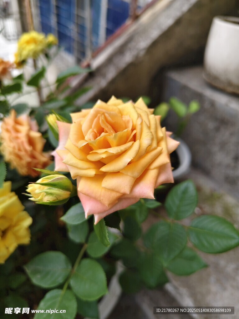 娇艳黄玫瑰绽放于户外