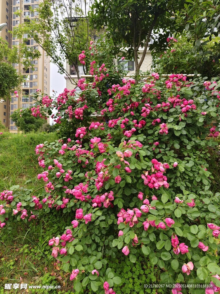 粉色花丛景观