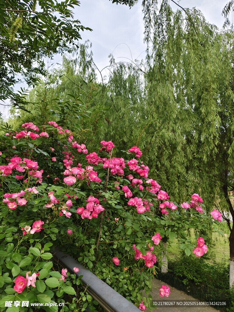 繁花盛开的绿植景观