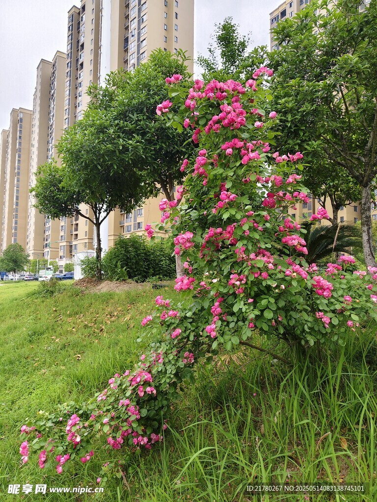 城市绿地中的绚烂花丛