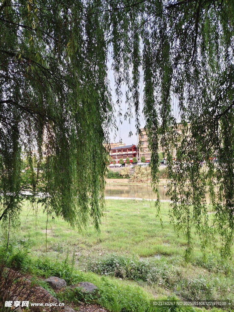 垂柳下的绿意盎然景致