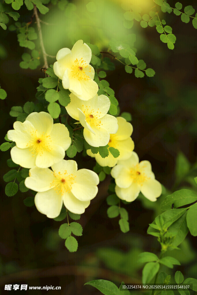 花