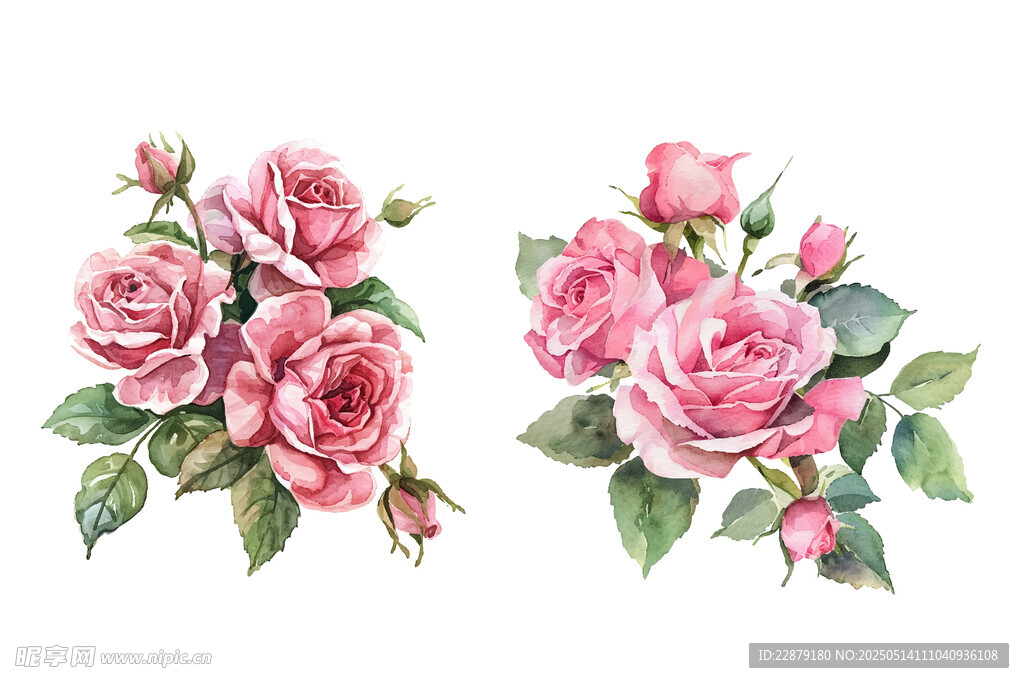 粉色玫瑰花插画
