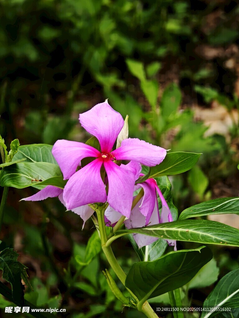 长春花