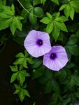 牵牛花