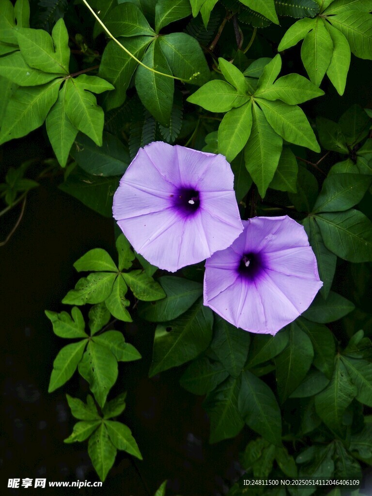 牵牛花