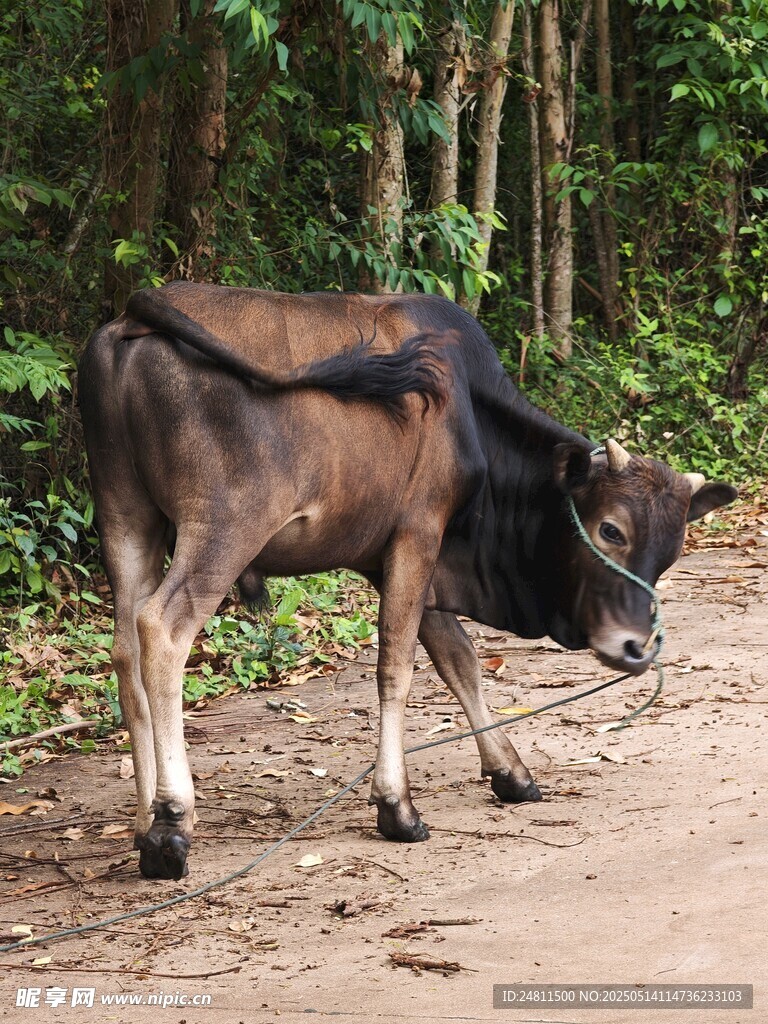 小黄牛