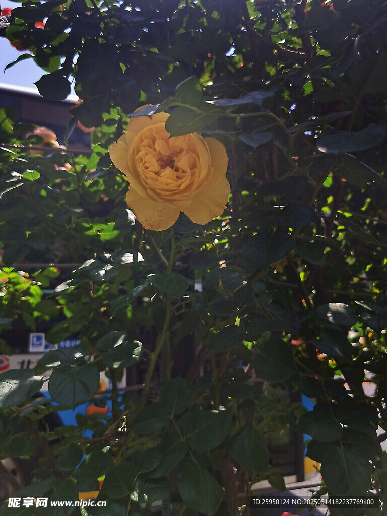 阳光下的艳丽黄花朵