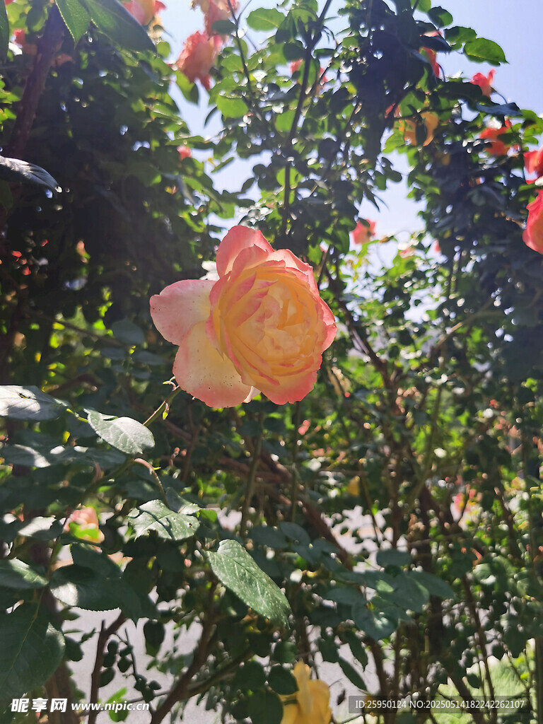 娇艳盛开的橙色月季花