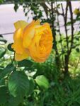娇艳黄玫瑰绽放于绿叶间
