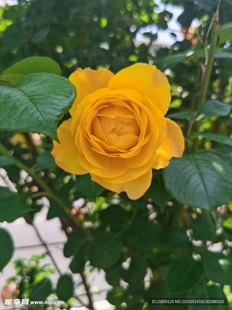 娇艳黄玫瑰绽放绿叶间