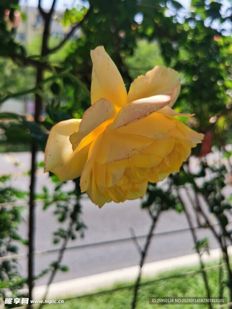 黄玫瑰绽放于绿意间