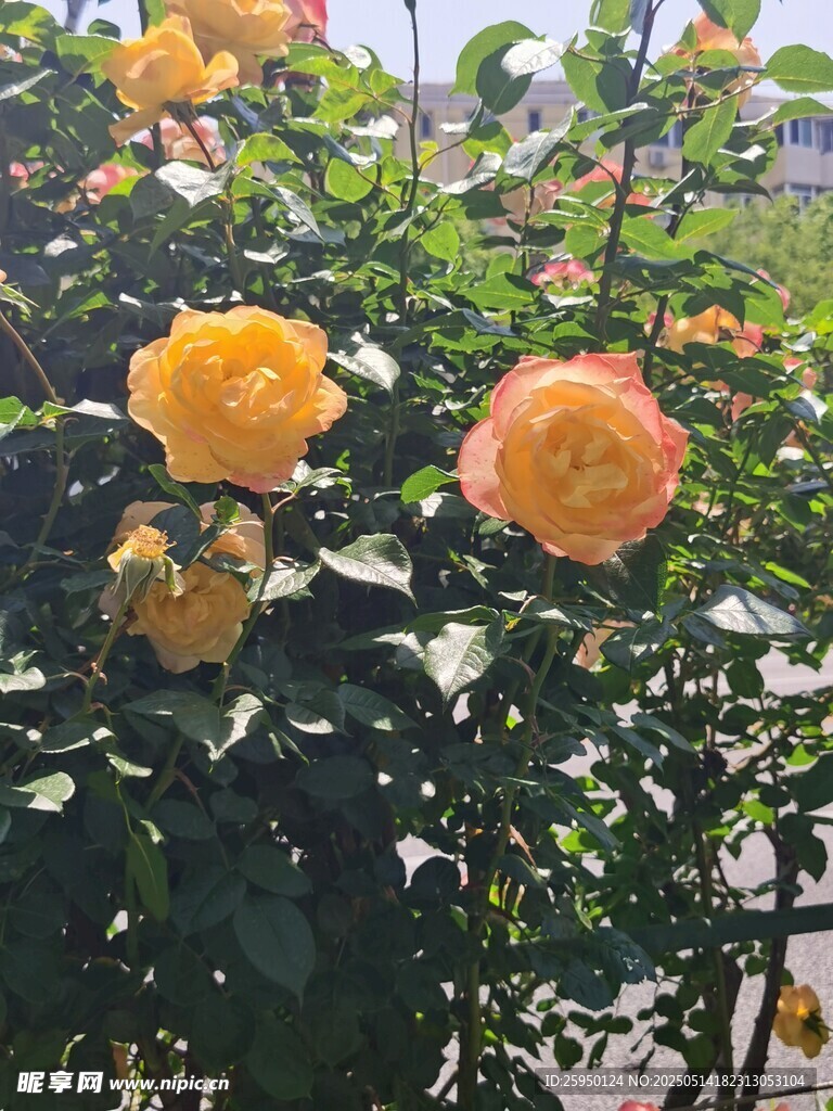 盛开的橘色月季花