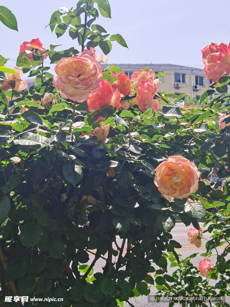 盛开的多彩月季花
