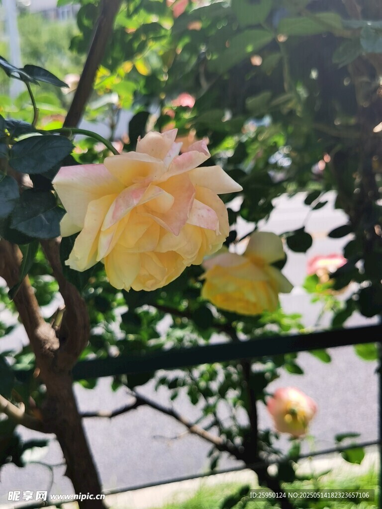 黄玫瑰绽放枝头