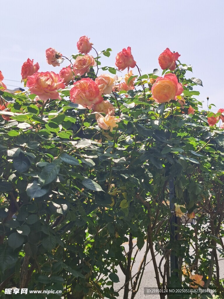 艳丽蔷薇攀爬绽放