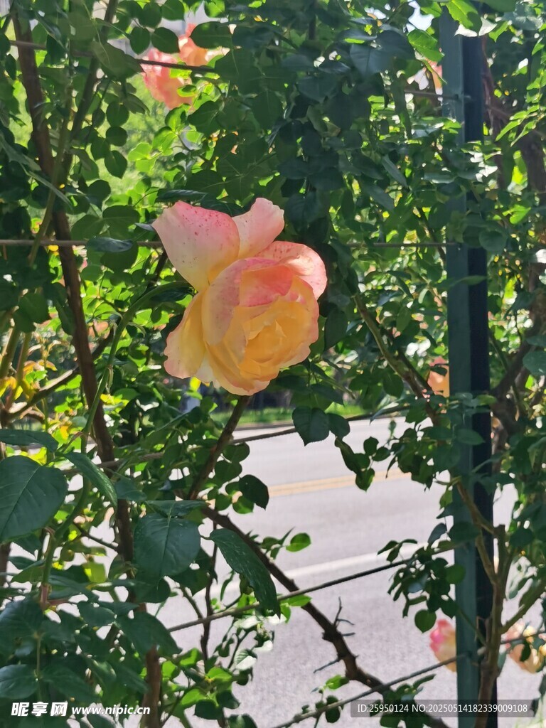 枝头的粉黄花朵