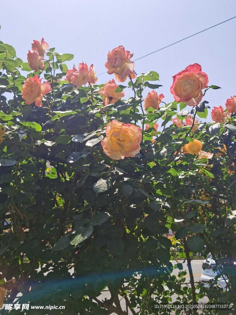 娇艳盛开的多彩月季花