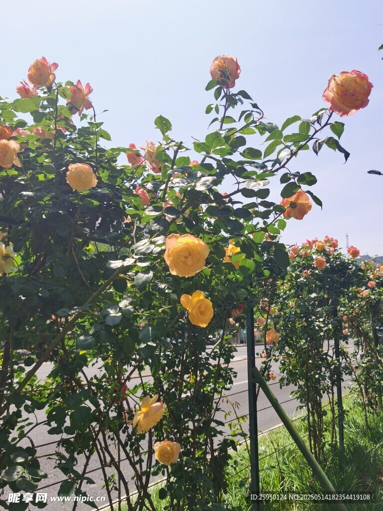阳光下盛开的橙色月季花