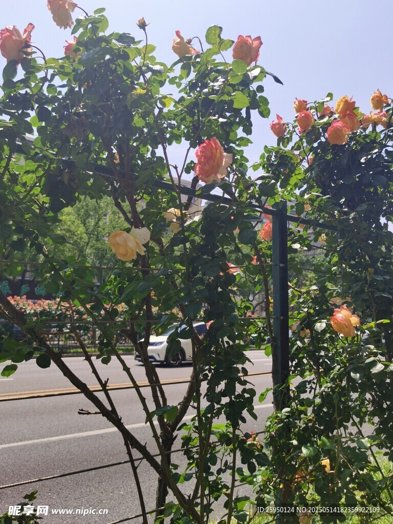 路边绽放的鲜艳花卉