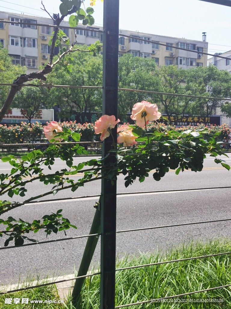 路边绽放的娇艳月季花