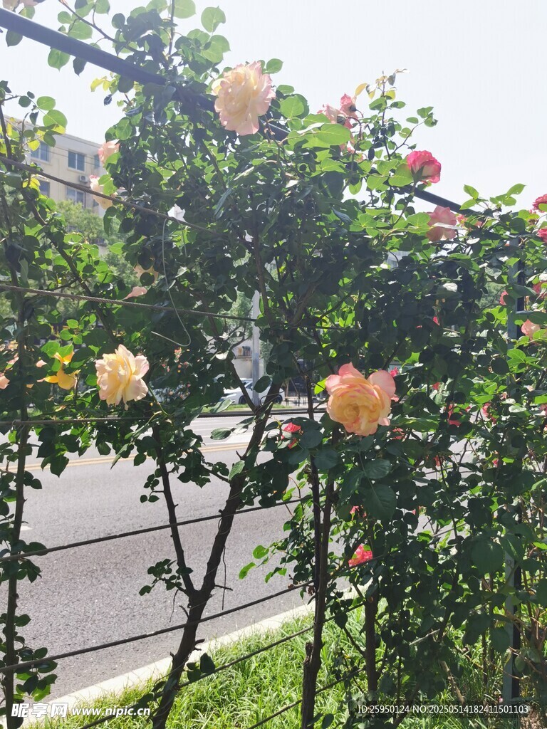 路边绽放的美丽黄月季花