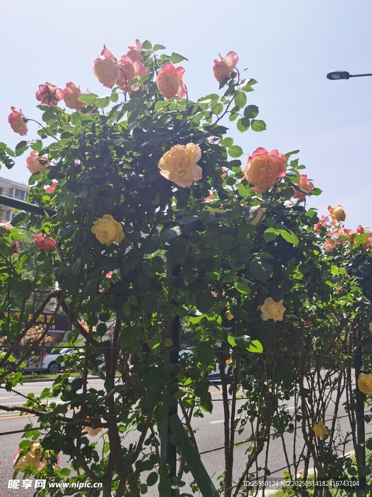盛开的多彩月季花