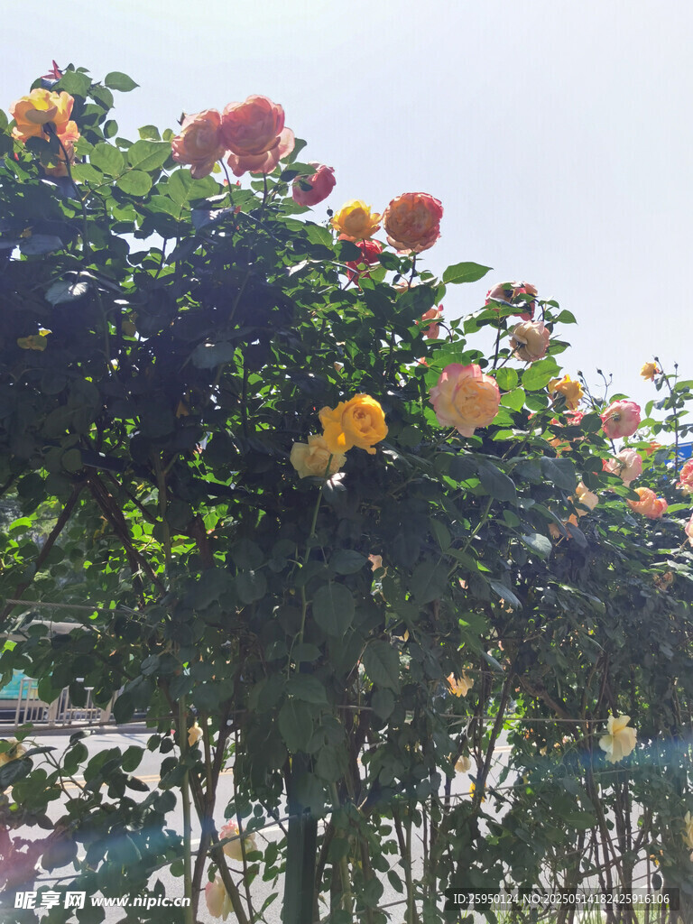 繁花满架的绚烂景致