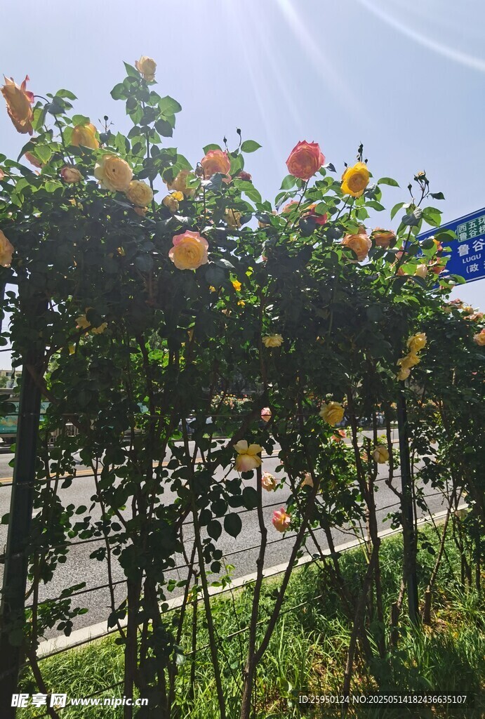 蔷薇花架下的美好景致