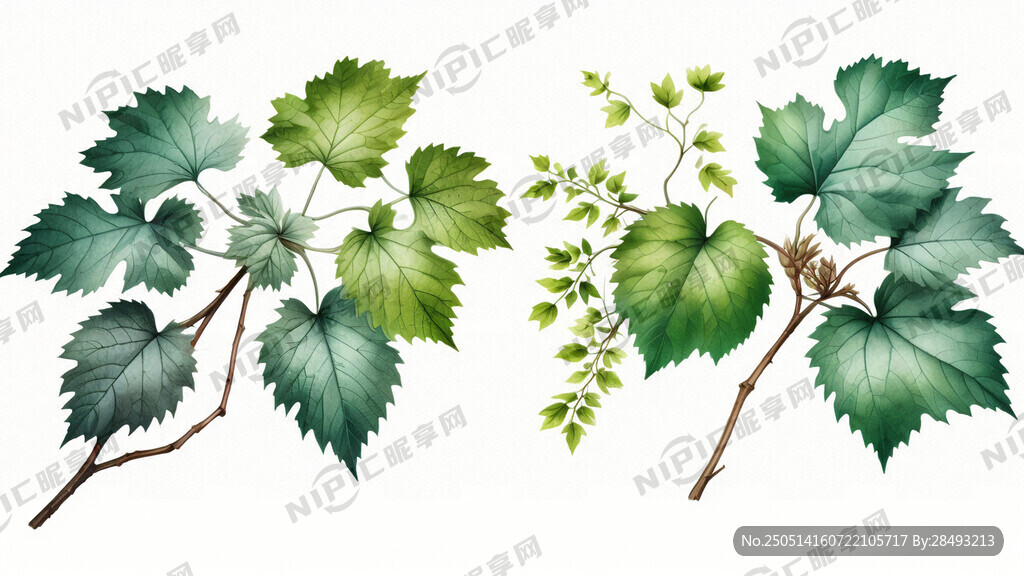 水彩风格 两根有圆叶子的枝条 