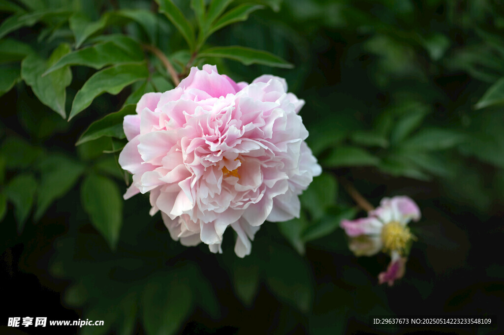芍药