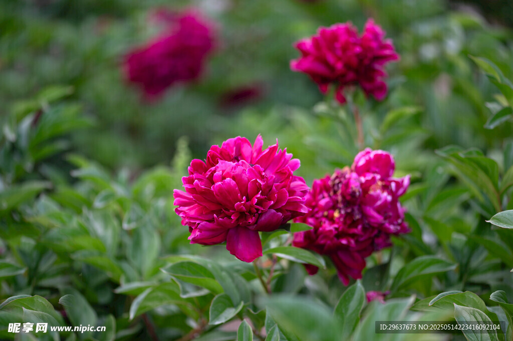 红芍药花