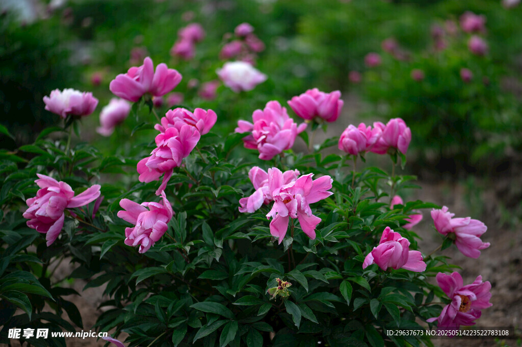 芍药