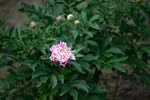 芍药