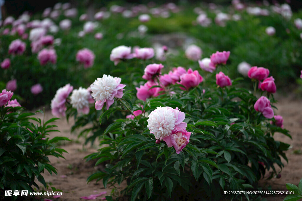 芍药花