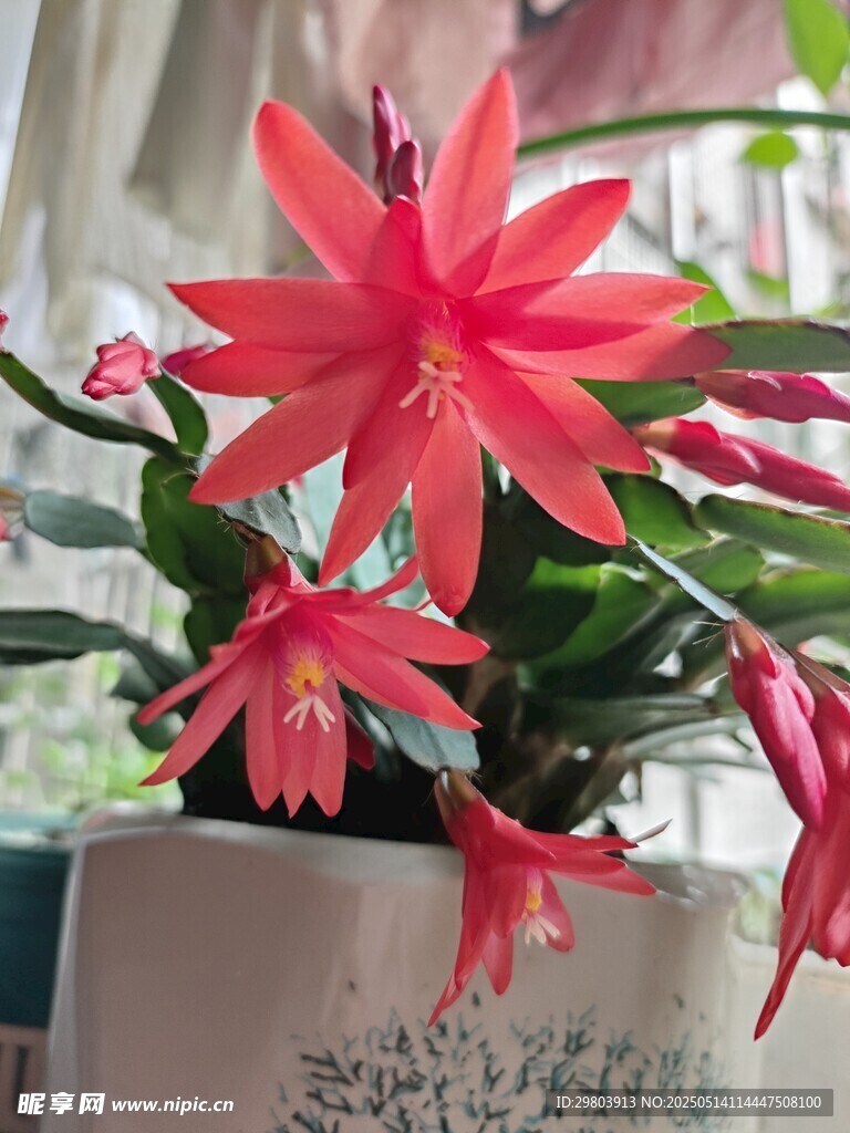 蟹爪兰 红花 花卉 花朵 自然